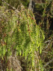 Passerina falcifolia