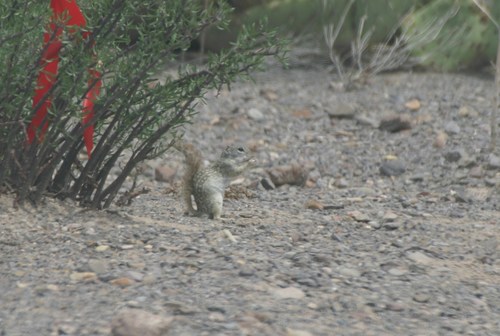 Rio Grande Ground Squirrel