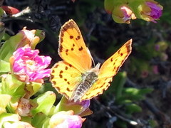 Chrysoritis chrysaor