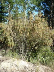 Passerina falcifolia