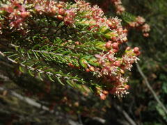 Passerina falcifolia