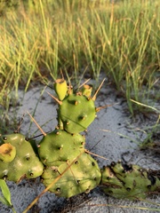 Opuntia stricta stricta