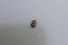 Propylea quatuordecimpunctata