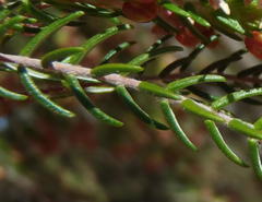 Passerina falcifolia