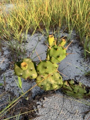 Opuntia stricta stricta