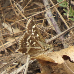 Spialia ferax
