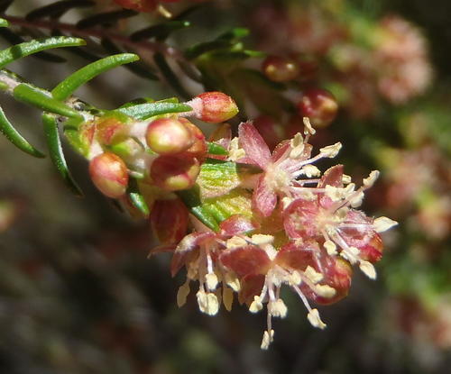 Passerina falcifolia (Meisn.) C.H.Wright