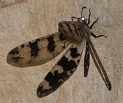 Palpares angustus