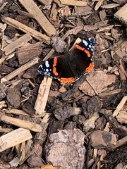 Vanessa atalanta