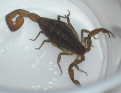Centruroides limpidus