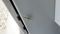 Insara elegans