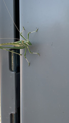 Insara elegans