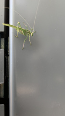 Insara elegans