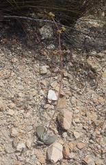 Crassula cotyledonis