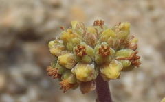 Crassula cotyledonis