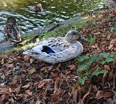 Anas platyrhynchos domesticus