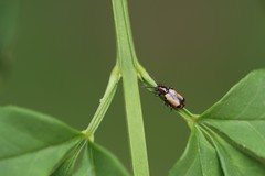 Crioceris paracenthesis