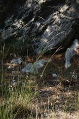 Achnatherum bromoides