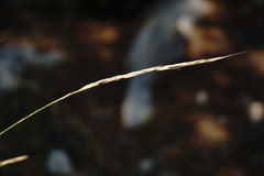 Achnatherum bromoides