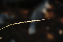 Achnatherum bromoides