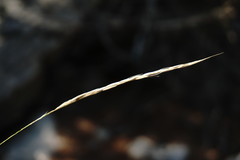 Achnatherum bromoides