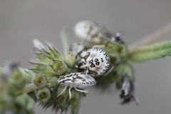 Carpocoris mediterraneus