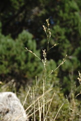 Bufonia parviflora