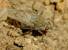 Anabarhynchus arenarius