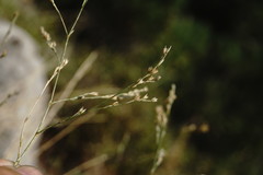 Bufonia parviflora