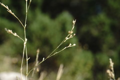 Bufonia parviflora