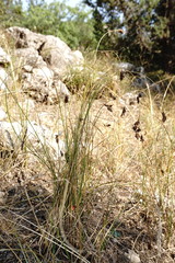 Carex stenophylla
