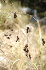 Carex stenophylla