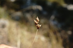 Carex stenophylla