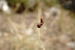 Carex stenophylla