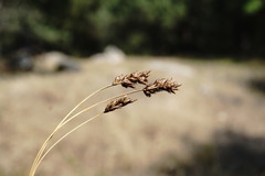 Carex stenophylla