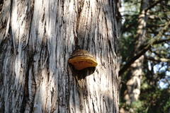 Pyrofomes demidoffii