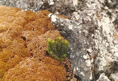 Phlegmariurus saururus