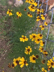 Helenium amarum badium