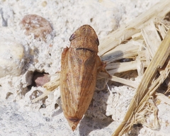 Aphrodinae