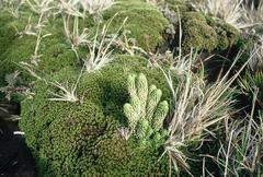 Phlegmariurus saururus