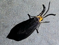Acoloithus falsarius