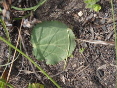 Lichtensteinia latifolia