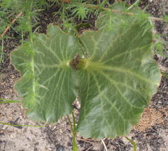 Lichtensteinia latifolia
