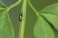 Crioceris paracenthesis