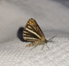 Isturgia limbaria