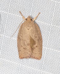 Prionocris protoxantha