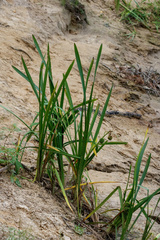 Sparganium erectum erectum