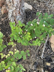 Symphoricarpos