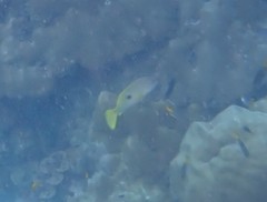 Lutjanus fulviflamma