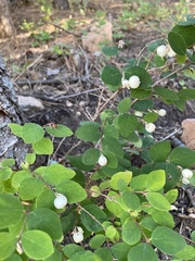 Symphoricarpos